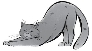 Котики в мировой культуре